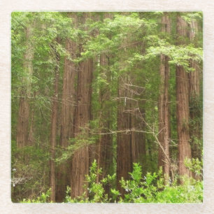 Redwood Trees at Muir Woods National Monument Glasuntersetzer