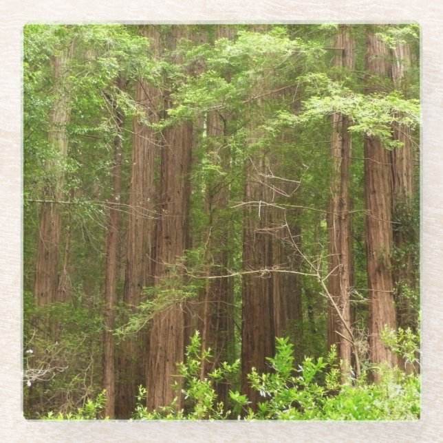 Redwood Trees at Muir Woods National Monument Glasuntersetzer (Vorderseite)