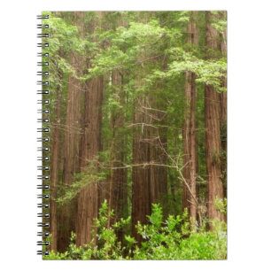 Redwood Trees at Muir Woods National Monument Notizblock