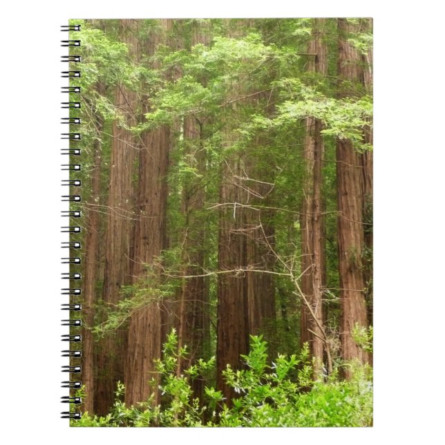 Redwood Trees at Muir Woods National Monument Notizblock (Vorderseite)