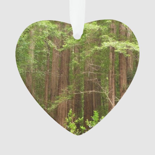 Redwood Trees at Muir Woods National Monument Ornament (Vorderseite)