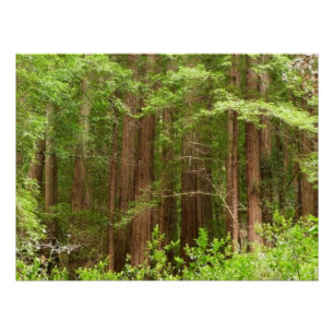 Redwood Trees at Muir Woods National Monument Poster