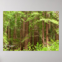 Redwood Trees at Muir Woods National Monument
