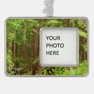 Redwood Trees at Muir Woods National Monument Rahmen-Ornament Silber