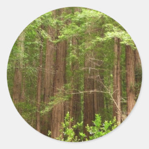 Redwood Trees at Muir Woods National Monument Runder Aufkleber