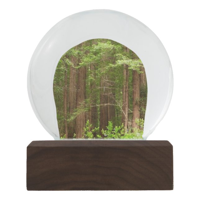 Redwood Trees at Muir Woods National Monument Schneekugel (Vorderseite)