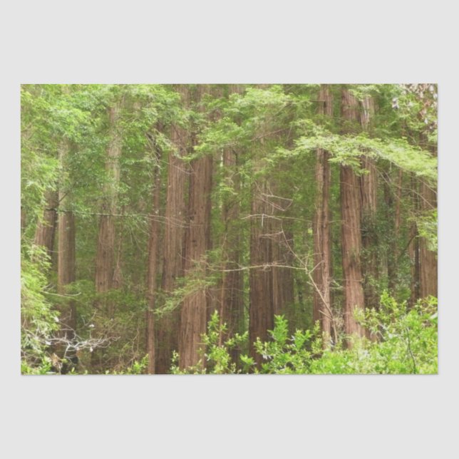 Redwood Trees at Muir Woods National Monument Seidenpapier (Vorderseite)