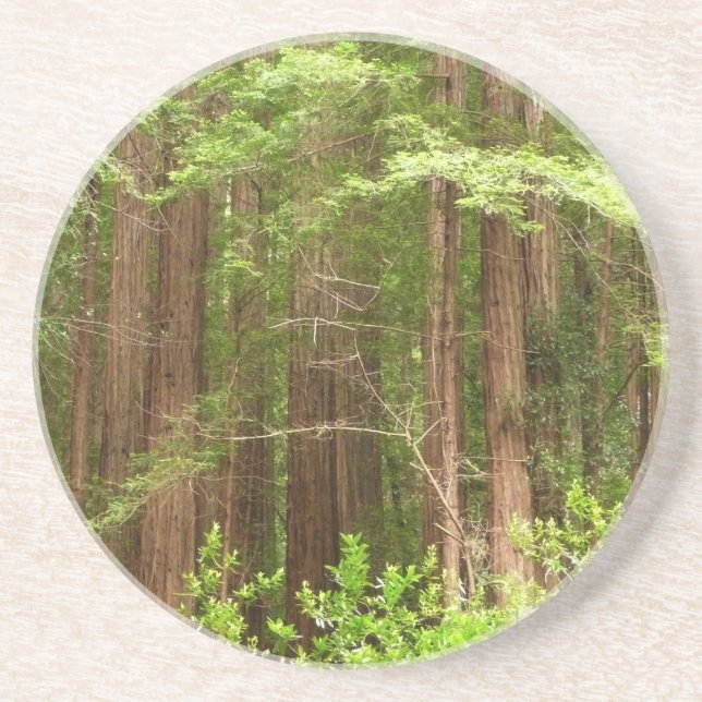 Redwood Trees at Muir Woods National Monument Untersetzer (Vorne)