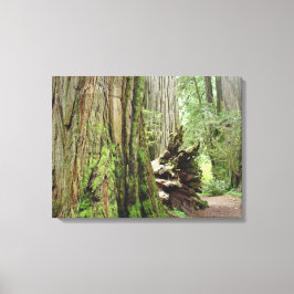 Redwood Trees Forest Leinwand Fotodrucke