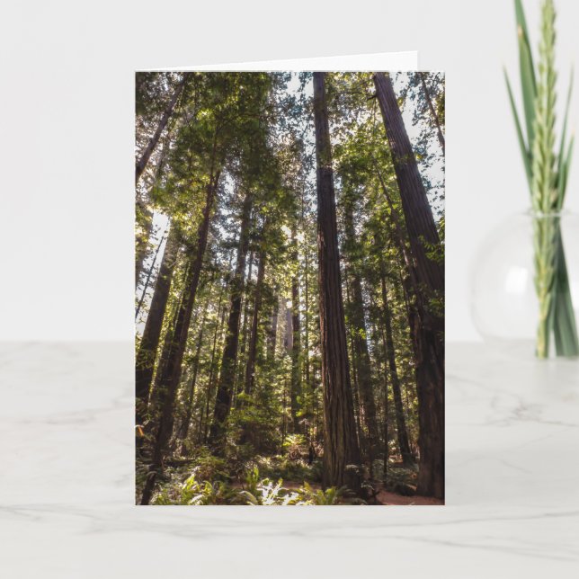 Redwood Trees - leere Grußkarte Karte (Vorderseite)