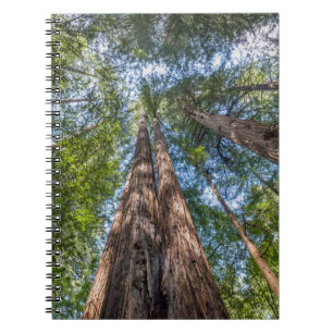 Redwood Trees Marin County, California Notizblock