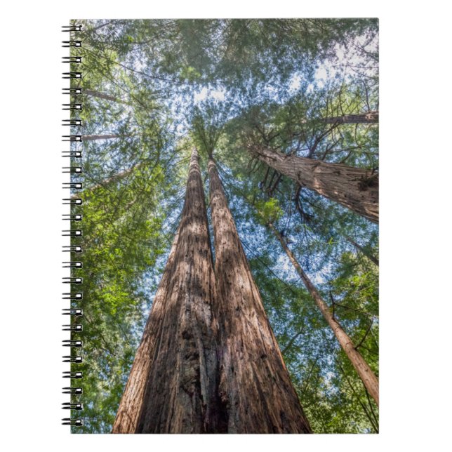 Redwood Trees | Marin County, California Notizblock (Vorderseite)