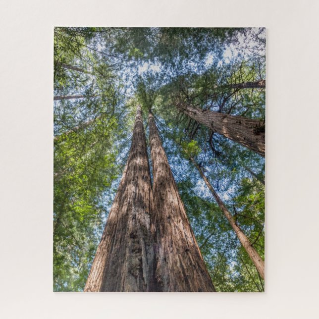 Redwood Trees | Marin Landkreis, Kalifornien (Vertikal)