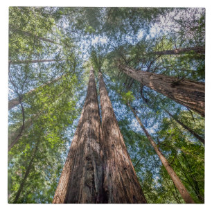 Redwood Trees   Marin Landkreis, Kalifornien Fliese