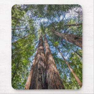 Redwood Trees Marin Landkreis, Kalifornien Mousepad