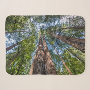 Redwood Trees   Marin Landkreis, Kalifornien Sherpadecke