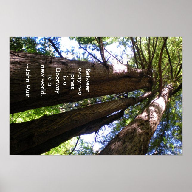 Redwood Trees Muir Quote Poster (Vorne)