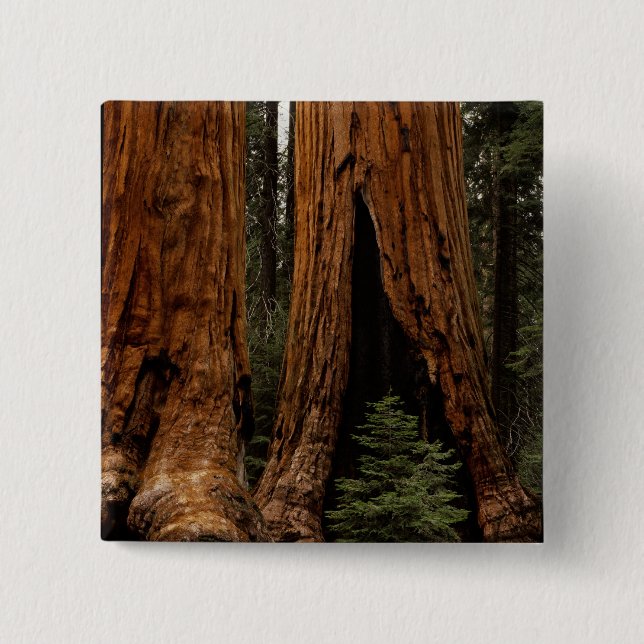Redwood Trees, Sequoia Nationalpark. Button (Vorderseite)