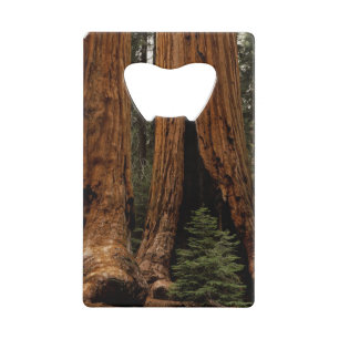 Redwood Trees, Sequoia Nationalpark. Geldkarten Flaschenöffner