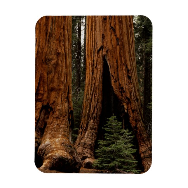 Redwood Trees, Sequoia Nationalpark. Magnet (Vertikal)