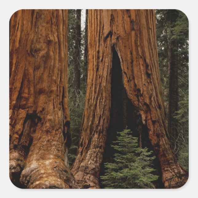 Redwood Trees, Sequoia Nationalpark. Quadratischer Aufkleber (Vorderseite)