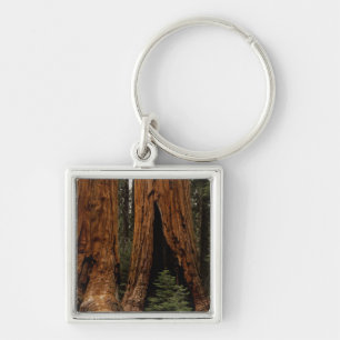 Redwood Trees, Sequoia Nationalpark. Schlüsselanhänger