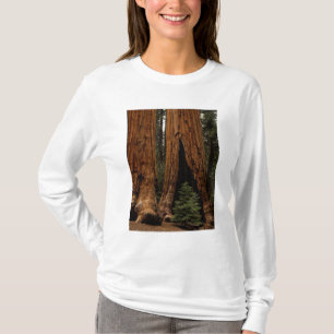 Redwood Trees, Sequoia Nationalpark. T-Shirt