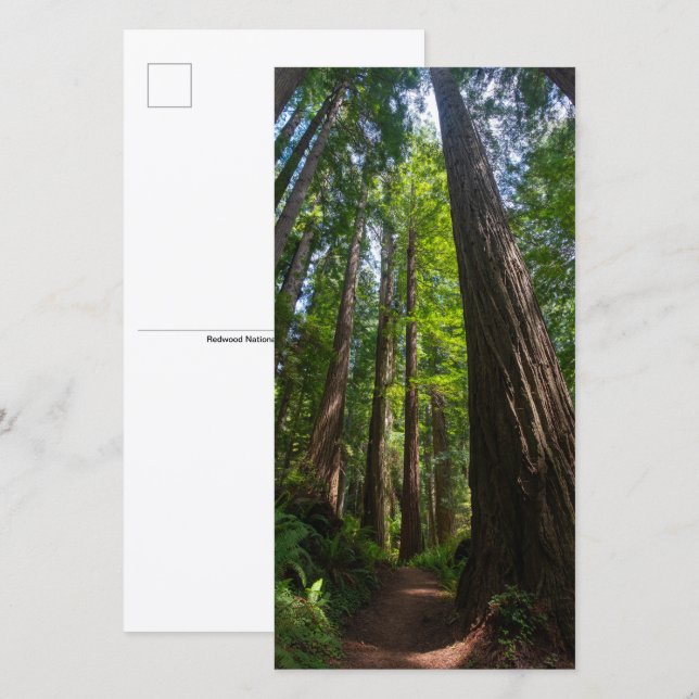 Redwood Trees Tall Postcard (Vorne/Hinten)