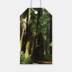 Redwood und Ferns im Redwood-Nationalpark Geschenkanhänger
