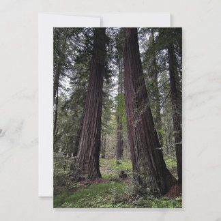 Redwood-Wald Feiertagskarte