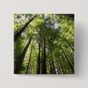 Redwood-Wald, Rotorua, Neuseeland Button