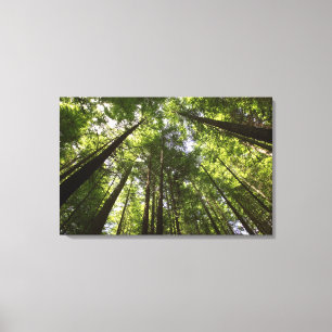 Redwood-Wald, Rotorua, Neuseeland Leinwanddruck