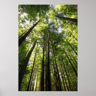 Redwood-Wald, Rotorua, Neuseeland Poster