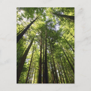 Redwood-Wald, Rotorua, Neuseeland Postkarte