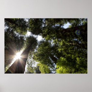 Redwoods, Humboldt Redwoods Staat Park Poster