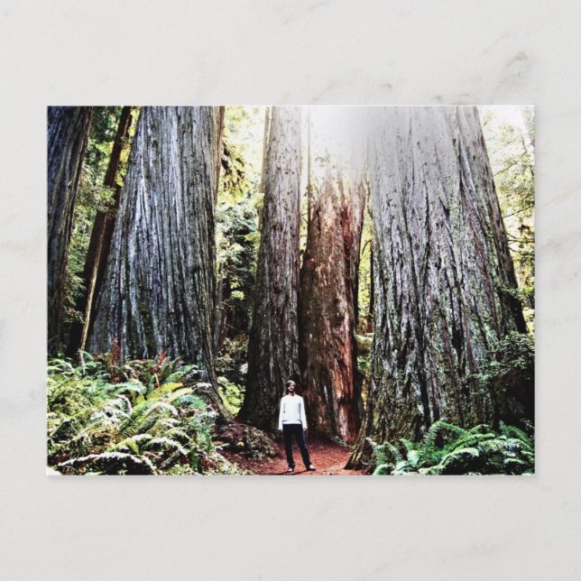 Redwoods Postcard Postkarte (Vorderseite)