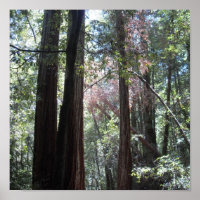 Redwoods