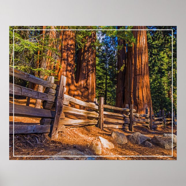 Redwoods-Poster Poster (Vorne)