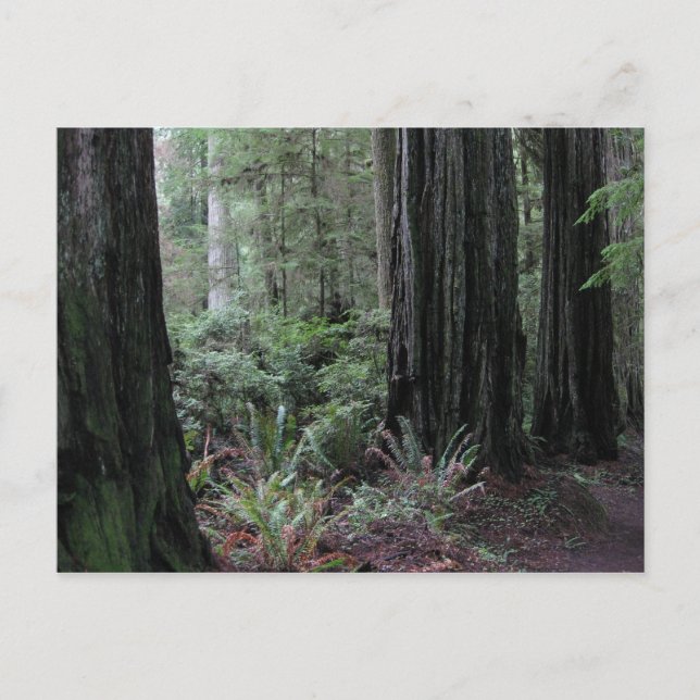 Redwoods Postkarte (Vorderseite)