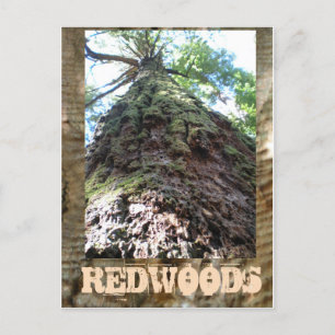 Redwoods Riant Postkarte