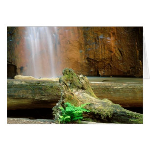 Redwoods State Park, CA