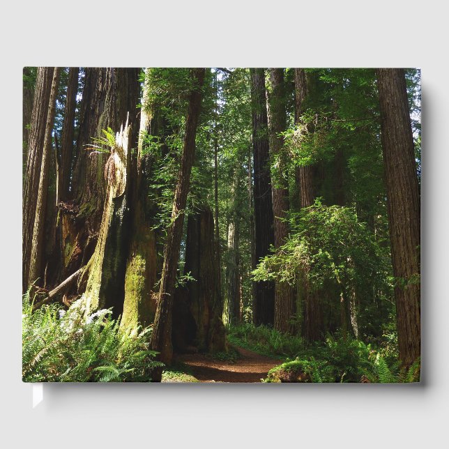 Redwoods und Ferns im Redwood-Nationalpark Gästebuch (Vorderseite)