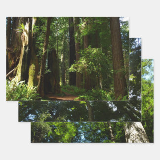 Redwoods und Ferns im Redwood-Nationalpark Geschenkpapier Set