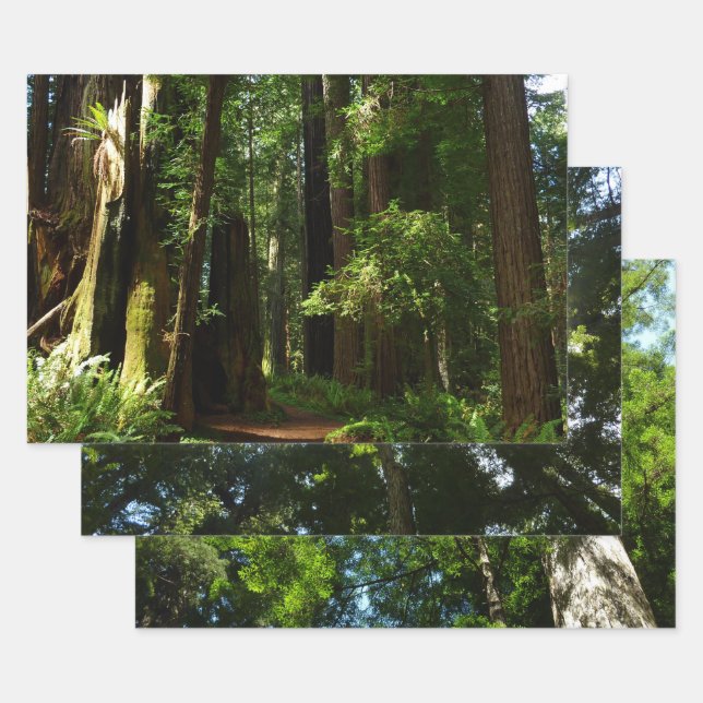 Redwoods und Ferns im Redwood-Nationalpark Geschenkpapier Set (Set)