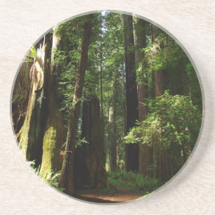 Redwoods und Ferns im Redwood-Nationalpark Getränkeuntersetzer