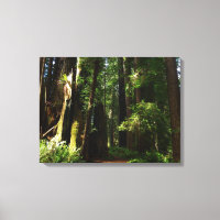 Redwoods und Ferns im Redwood-Nationalpark