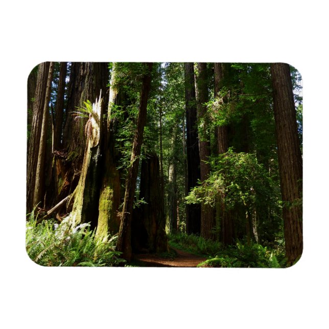 Redwoods und Ferns im Redwood-Nationalpark Magnet (Horizontal)