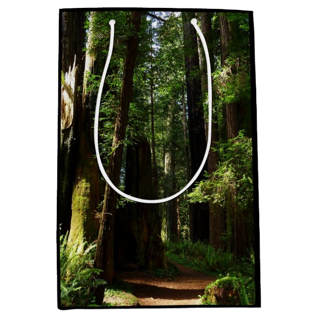Redwoods und Ferns im Redwood-Nationalpark Mittlere Geschenktüte (Vorderseite)