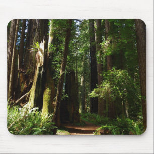 Redwoods und Ferns im Redwood-Nationalpark Mousepad