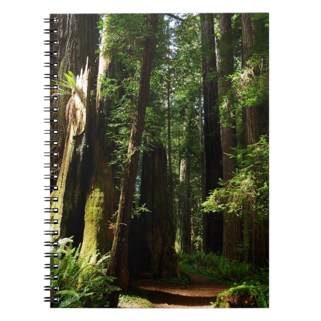 Redwoods und Ferns im Redwood-Nationalpark Notizblock (Vorderseite)